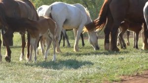 Табун с жеребятами. Май 2021.