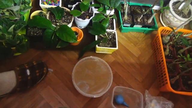 Трипсы на Адениумах. Тест на картошке смотреть онлайн