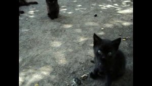 Кошачий вальс. Шопен