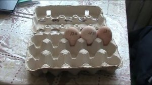 Сбор инкубационного яйца и его хранение // Секреты хороших урожаев.