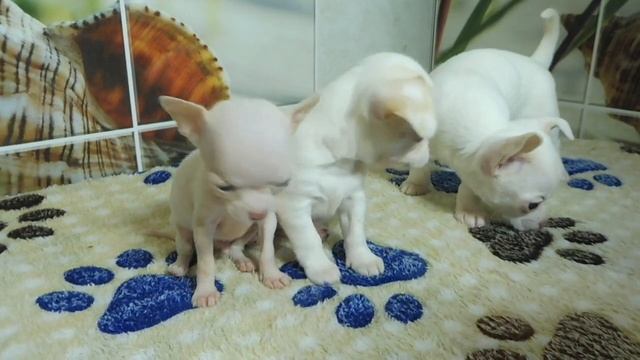 ВЕС щенка ЧИХУАХУА во взрослом возрасте НЕ предсказуем Таблицы ВЕСА чихуа = ЛОЖЬ МИНИ или СТАНДАР смотреть онлайн