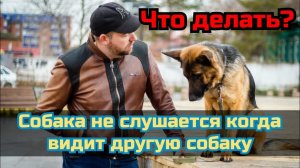 Собака при виде других собак не слушается, что делать?