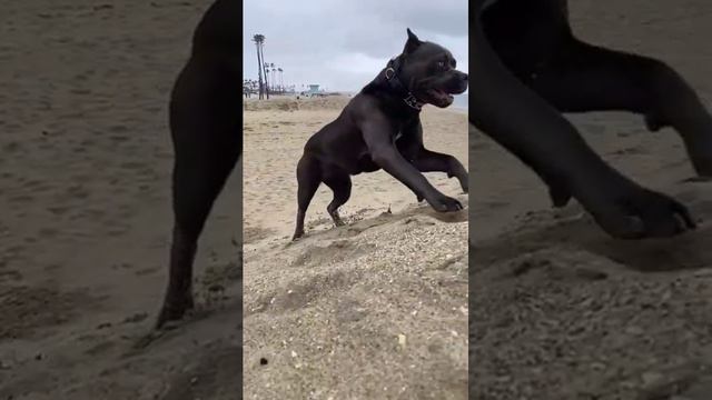 "Energetic Guardian: Unveiling the Alert Giant Cane Corso Protector! 🐾🚨 #CorsoProtection"