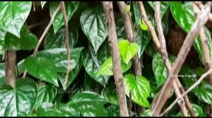 wall creeping plants #Wood creeper plants # creeper on wall #Gardening is my life