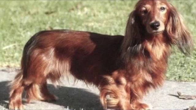 Кроличья такса самая маленькая охотничья порода такс смотреть онлайн