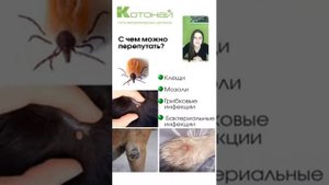 Опухоли кожи у собак и кошек. Что с ними делать?