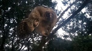 Совята в саду - как кричит сова - совиное гнездо - маленькие совята/Краснодарский край/Новая Жизнь