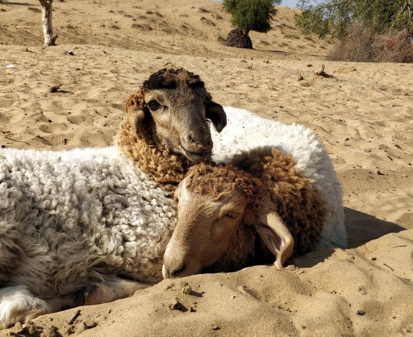 В Дагестане овцы застряли в песке