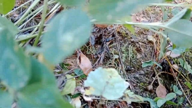 Маслята в сентябре. Массовый рост грибов. смотреть онлайн