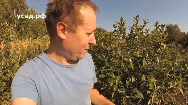 Эта ГОЛУБИКА прекрасна! || САМЫЙ ПРОСТОЙ СПОСОБ ПОСАДКИ ГОЛУБИКИ САДОВОЙ