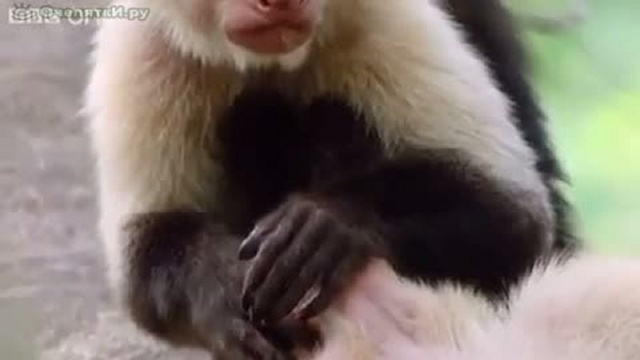 ВВС,смешная озвучка животных. 