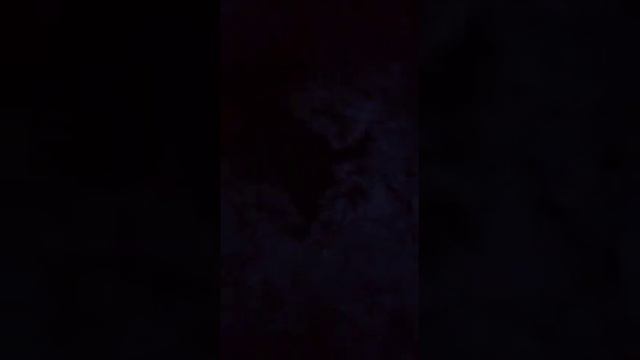 Любимая собака Дина Лабрадор Ретривер 2