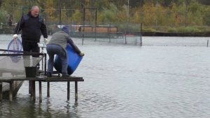 Зарыбление общего водоема. Рыбацкая Деревня Юрлово   07.10.2023