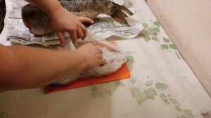 Очень вкусный Малосольный Амур