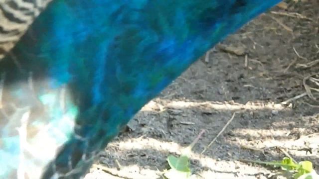 Особенности павлинов о которых вы не знали смотреть онлайн