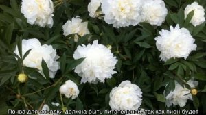 Пион Дюшес Де Немур (Duchesse de Nemours) — выращивание сорта в саду
