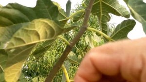 Инжир сорта Desert King (король пустыни)