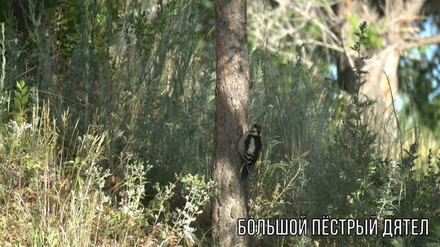 Большой пёстрый дятел Джабык 2022 смотреть онлайн