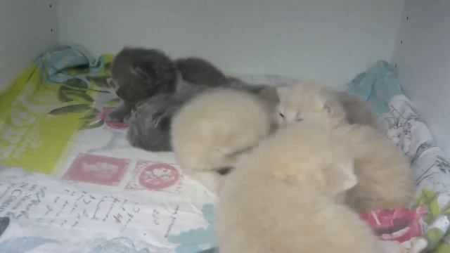 #3 КОТЯТА онлайн Прямая трансляция