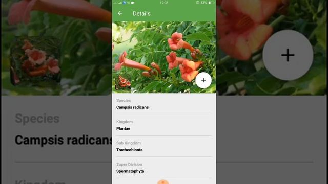 PlantSnap identifies a Trumpet creeper (Campsis radicans)