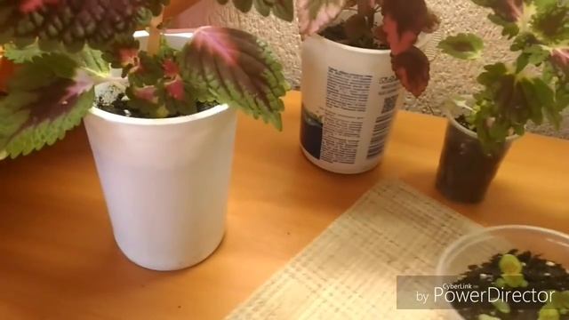 Комнатные растения.Обзор вегетативных колеусов и сеянцев