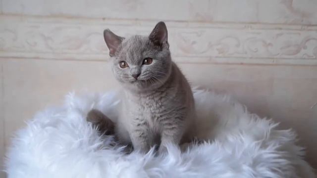 Смешной котёнок виляет хвостом, как щенок
