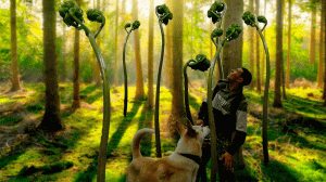 Папоротник орляк | Нарвались на огромные заросли