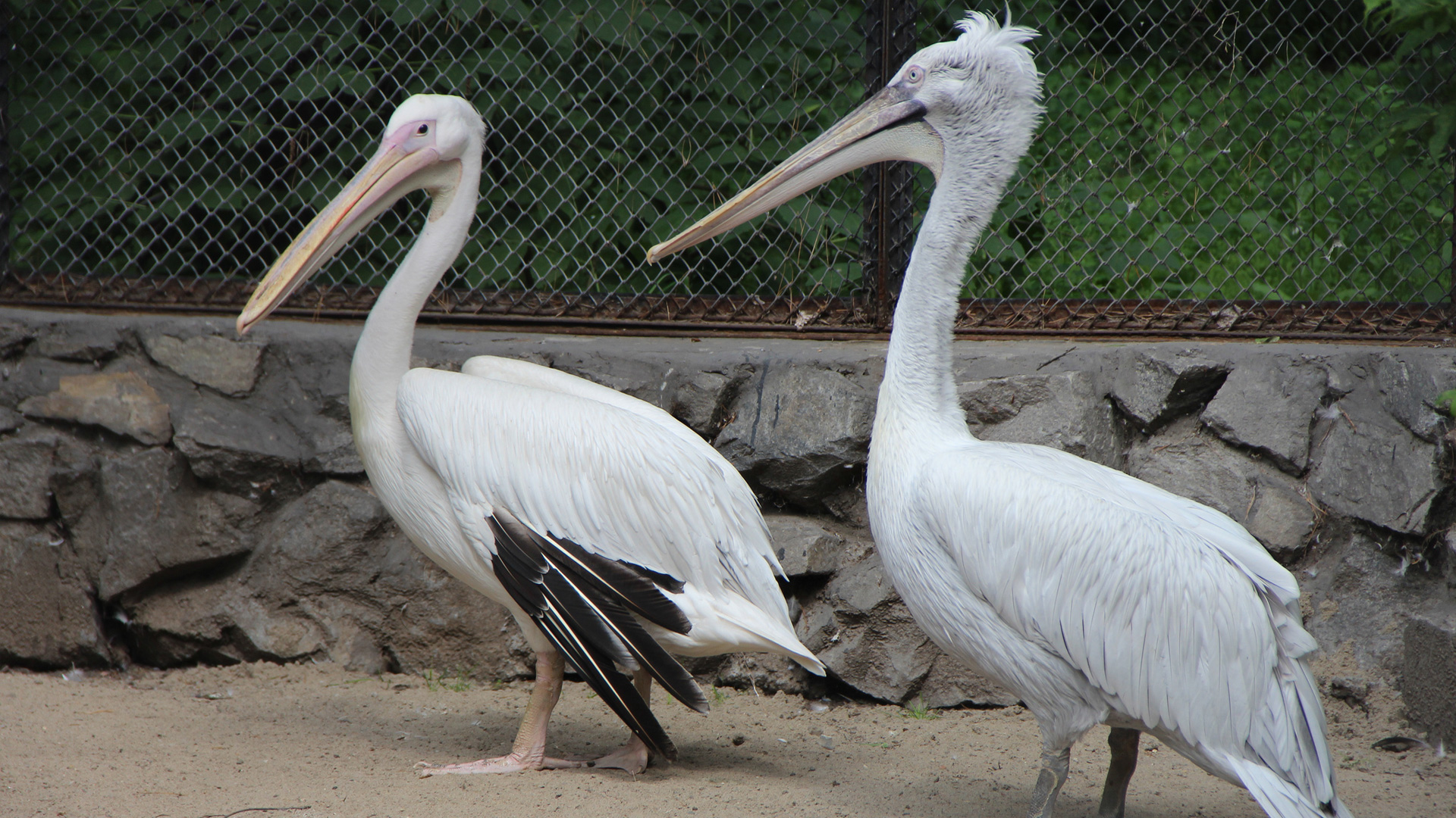 Краснокнижные животные Новосибирского зоопарка. Кудрявый пеликан
