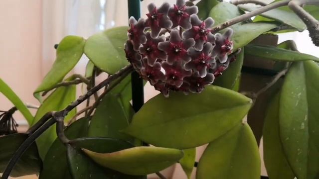 Цветут 3 хойи??? Pubicalyx cv. “Red Button” , Pubicalyx silver pink и Acuta? смотреть онлайн