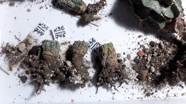 Отправляю посылки 31.10.21г. смотреть онлайн