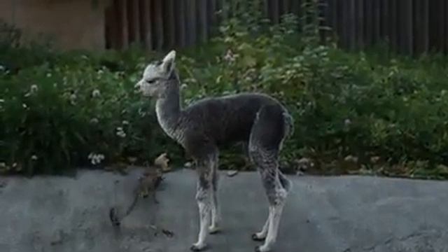 В Московском зоопарке появился пушистый Витамин смотреть онлайн