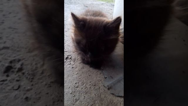 МЫ В ОТВЕТЕ ЗА ТЕХ КОГО ПРИРУЧИЛИ! НАКОРМИТЬ КОТЯТ И ПУСТИТЬ ПОГРЕТСЯ! ❤?☝... смотреть онлайн