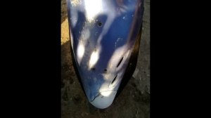 Восстановление пластика Honda dio 34