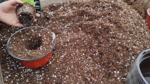 пересаживаем Калибрахоа