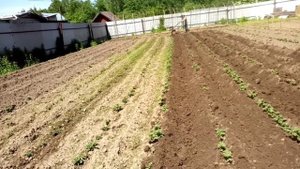 грунтозацепы в деле, и окучивание картошки.