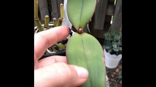 Cattleya schilleriana цветёт смотреть онлайн