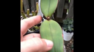 Cattleya schilleriana цветёт