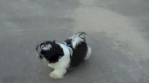 Щенок Ши-Тцу Visual example