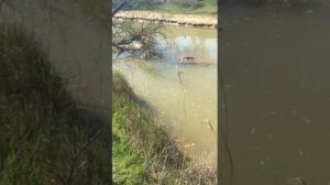 Река Шура озень рыбалка Дагестан Махачкала