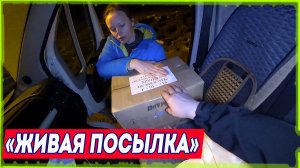 Новый виток жизни в деревне! [Жизнь в деревне]