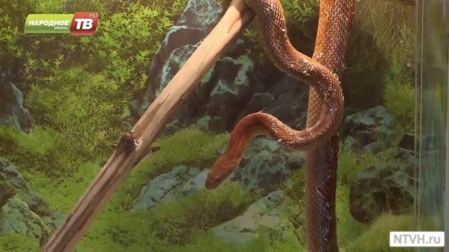 “Экзотические животные с пяти континентов” смотреть онлайн