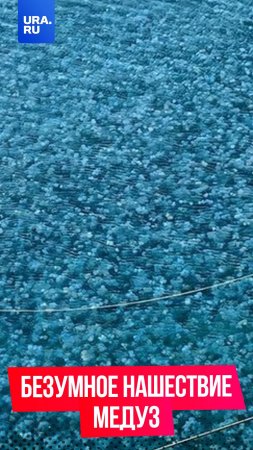 Безумно красивое нашествие медуз наблюдают жители Крыма
