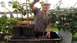 Фуксия перевалка в кашпо сезон 2021. Обзор фуксии штамбом. Наши маточники фуксии.