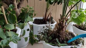 Средство от вредителей, для комнатных растений