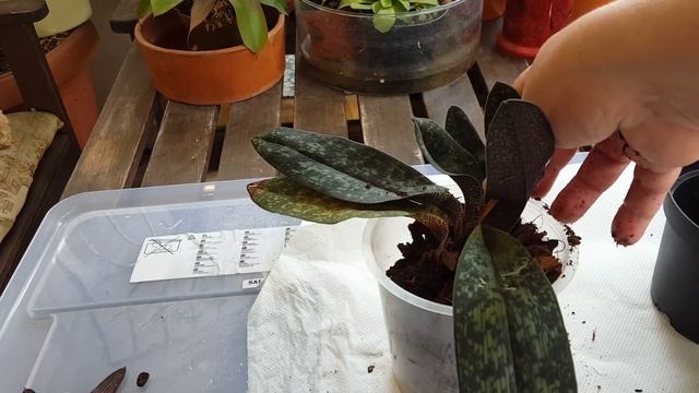 Посадка paph.micranthum и paph.Lynleigh Koopowitz из Happy orchid-ссылка под видео смотреть онлайн