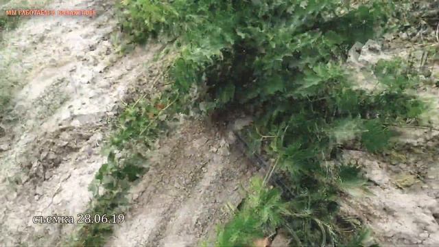 ВИНОГРАД В КАЗАХСТАНЕ 40га, ВЫРАЩИВАНИЕ НОВЫХ СОРТОВ. КЛИЕНТ ПИТОМНИКА ВИНОГРАД-ОДЕССА! смотреть онлайн