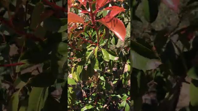 Photinia x fraseri