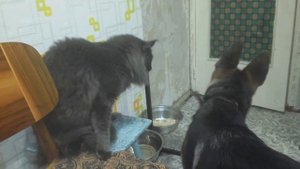 Мейн кун vs щенок немецкой овчарки. КотоПёс - бои без правил.