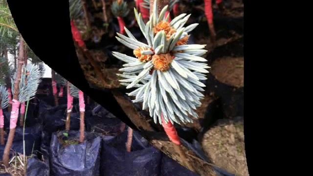 AŞILI MAVİ LADİN & PICEA PUNGENS HOOPSII ÜRETİMİ смотреть онлайн