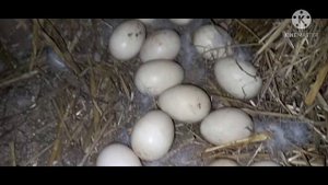 Подкладываем яйцо под утку